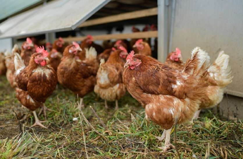 chickens kill fox trying to enter their coop तीन हज़ार मुर्गियों ने बनाई टीम और एक लोमड़ी की ले ली जान, सुबह बाड़े के बाहर दिखा कुछ ऐसा नज़ारा