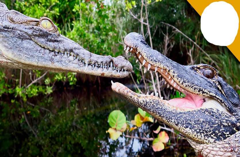 Fight Between Crocodile And Alligator For Survival - कभी ...