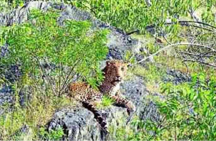 The animal chewed the young man's neck in bhilwara हिंसक जानवर ने चबा डाली युवक की गर्दन, चार दिन से पड़ा था शव