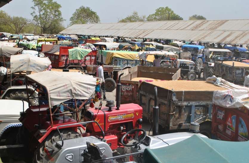 news ए क्लास आष्टा मंडी से सीहोर में महंगा बिक रहा शरबती गेहूं