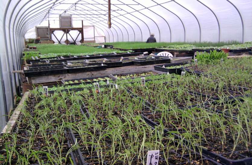 onion and garlic cultivation ३० पैसे प्रति किलो की लागत से ४५ दिन में उगाएं प्याज-लहसुन