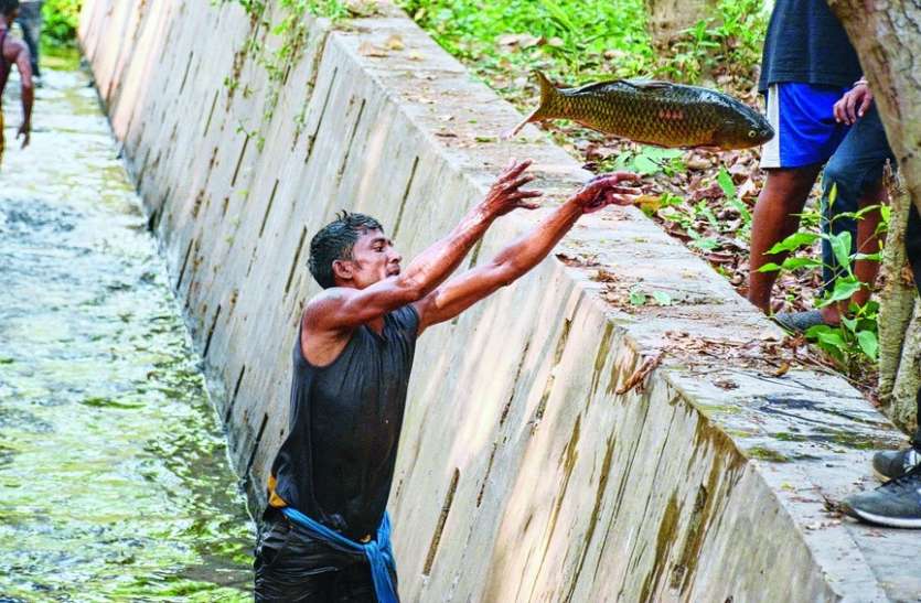 truck-accident-before-fish-robbery-by-villagres-in-sitapur पलट गई मछलियों से भरी तेज रफ्तार ट्रक, रास्ते में मच गई लूट, देखिए कैसे भर-भरकर ले गए लोग