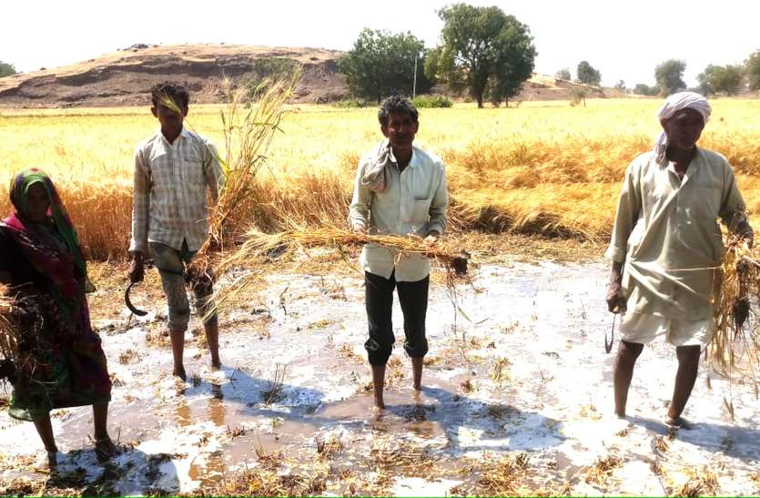 canal of Indira Sagar project फूटी नहर, किसानों के खेतों में घुसा पानी, पकी फसल खराब