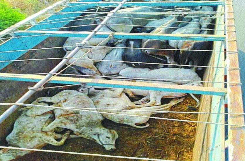 Criminal cows smuggled after police strictness VIDEO पुलिस की सख्ती के बाद भी बढ़ी गौवंश की तस्करी