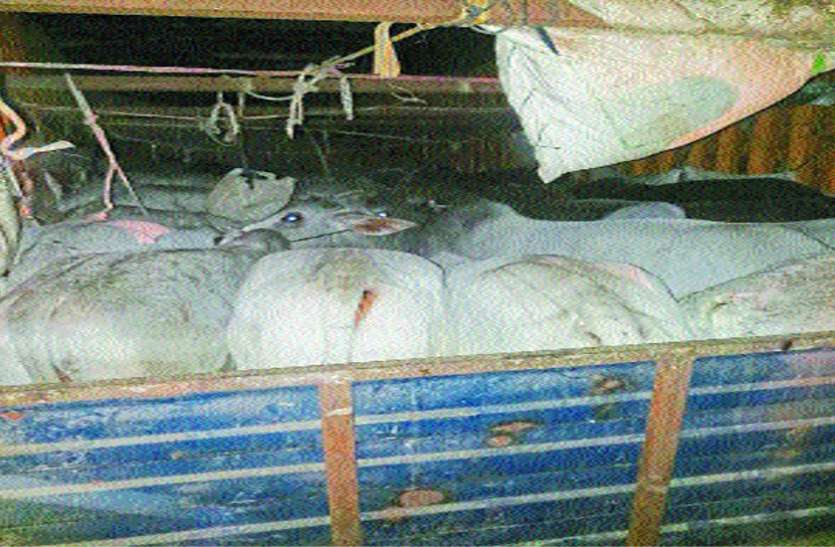 Police caught the smuggling of cows गायों की तस्करी को ऐसे पकड़ा पुलिस ने