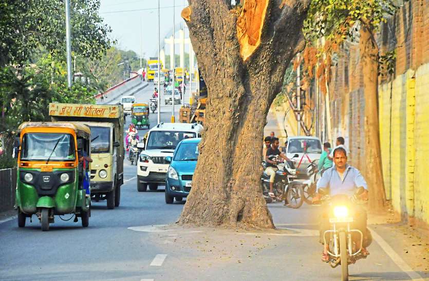 tree पुल उतरते ही वाहनों के लिए खतरा बनकर खड़े यह पेड़