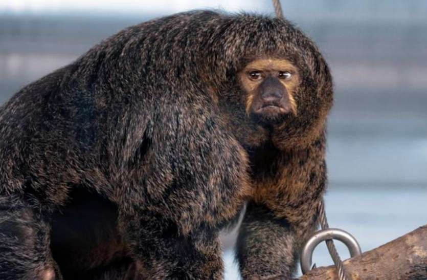 Finland Zoo Has A Weird Monkey  Which Looks Like 