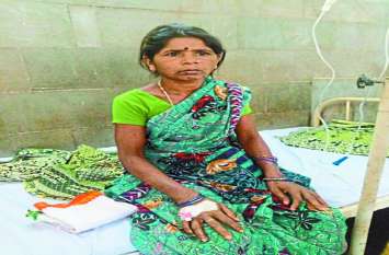 Wild Sukar attacked the woman carrying a Mahua in the jungle जंगल में महुआ उठा रही महिला पर जंगली सूकर ने किया हमला