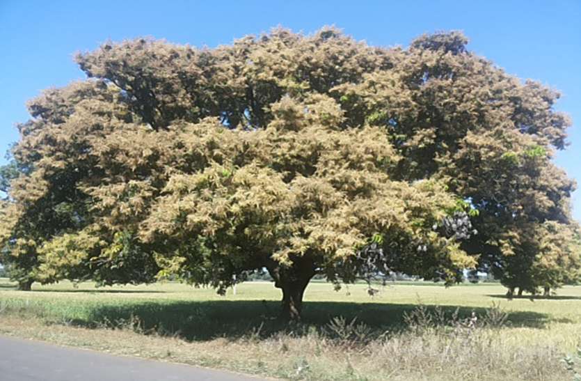 mango trees खूब महक रहे हैं आम के बौर, इस बार यहां अच्छी फसल की आस
