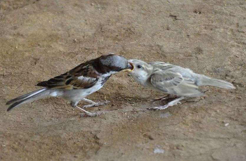 World Sparrow Day विश्व गाैैरैया दिवस : पेड़़ा़ेें-घरों से गायब होकर कहां गई चिडि़या रानी ?