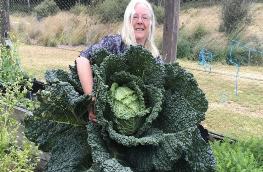 Giant cabbage किसी इंसान के जितना बड़ा है यह पत्तागोभी, दो हफ्ते तक रखकर इसे खा सकता है एक परिवार