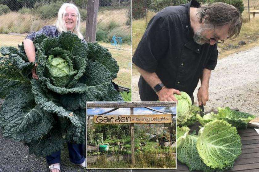 Couple with Cabbage