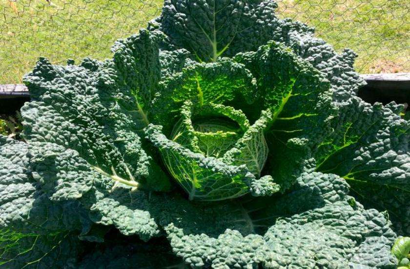 That Cabbage