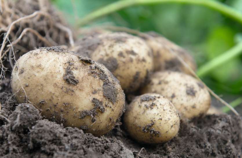 Potatoes क्या मोटापे के डर आलू का सेवन नहीं कर रहे हैं आप, इन फायदों को जानकर आज ही खाने में करें शामिल