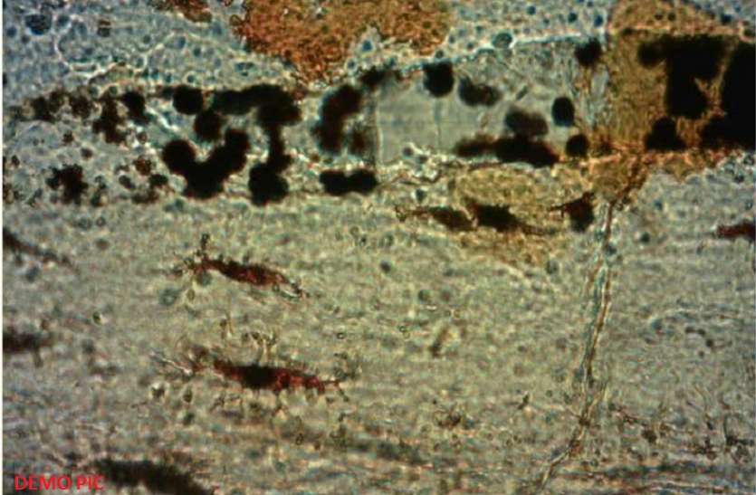 51.80 million years old soft tissues found in china चीन में पाए गए 51.80 करोड़ साल पुराने सॉफ्ट ऊतक, वैज्ञानिकों ने इस खोज को बताया अद्भुत