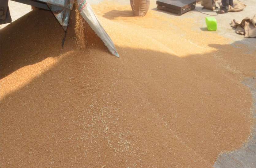 wheat समर्थन मूल्य पर खरीदे जाने वाले अनाज खराब होने पर सरकार ने किया यह निर्णय