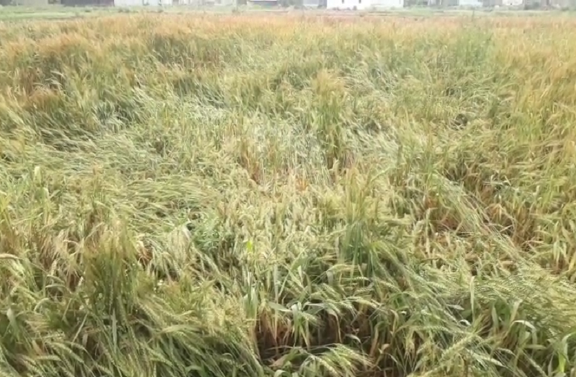 up news बेमौसम बारिश ने बढ़ाई किसानों की चिंता