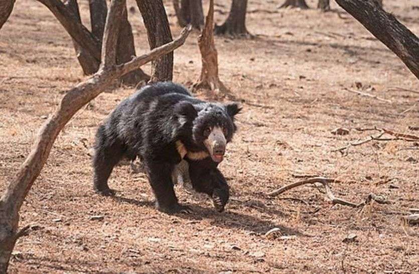 Bears attack इनकी प्यास बढ़ा रही लोगों में दहशत