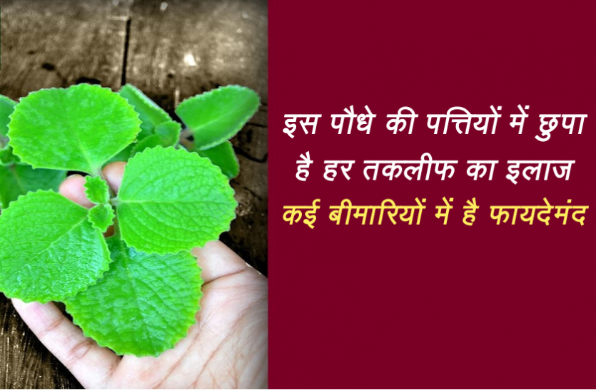 Ajwain Leaves Benifits For Health In Hindi इस प ध क पत त य म छ प ह हर तकल फ क इल ज कई ब म र य म ह फ यद म द Patrika News