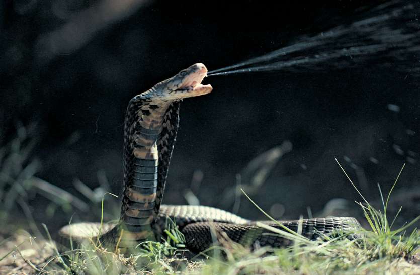 snake यहां बेटियों को शादी में दी जाती है 'जहरीली चिज', बेटियां भी खुशी-खुशी लगा लेती हैं उसे गले