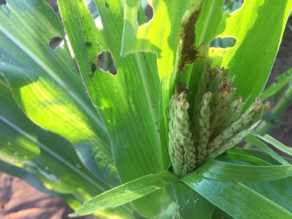 Army worms insect disease in maize crop first time in MP