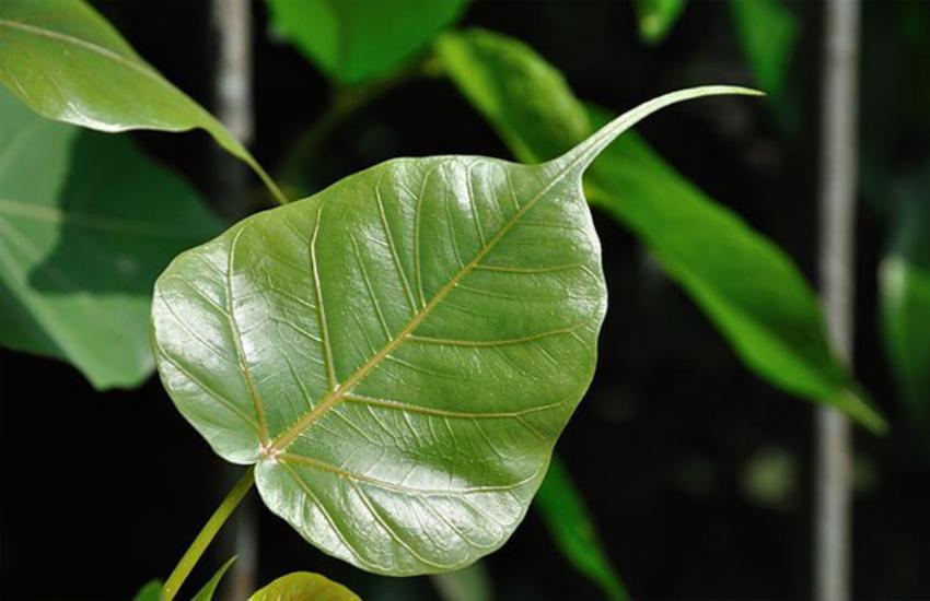 take a table spoon powder of peepal tree, it will make you energetic | गर्म पानी के साथ लें इस पत्ते का चूर्ण, दूर होगी कमजोरी | Patrika News