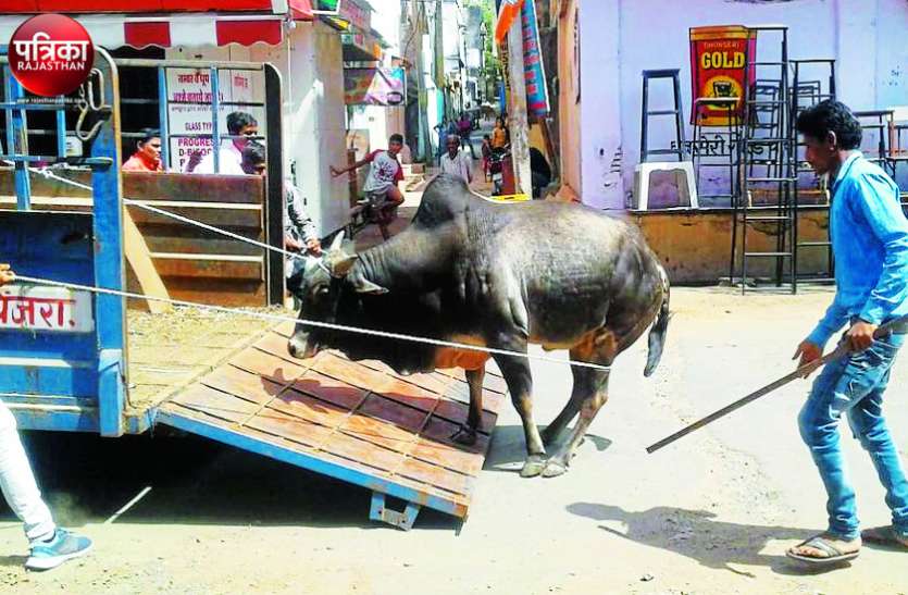 banswara बांसवाड़ा : आखिरकार मवेशी के हमले से बुजुर्ग की मौत के बाद खुली नगर परिषद की नींद, 13 बैल पकडकऱ शहर से बाहर छोड़े