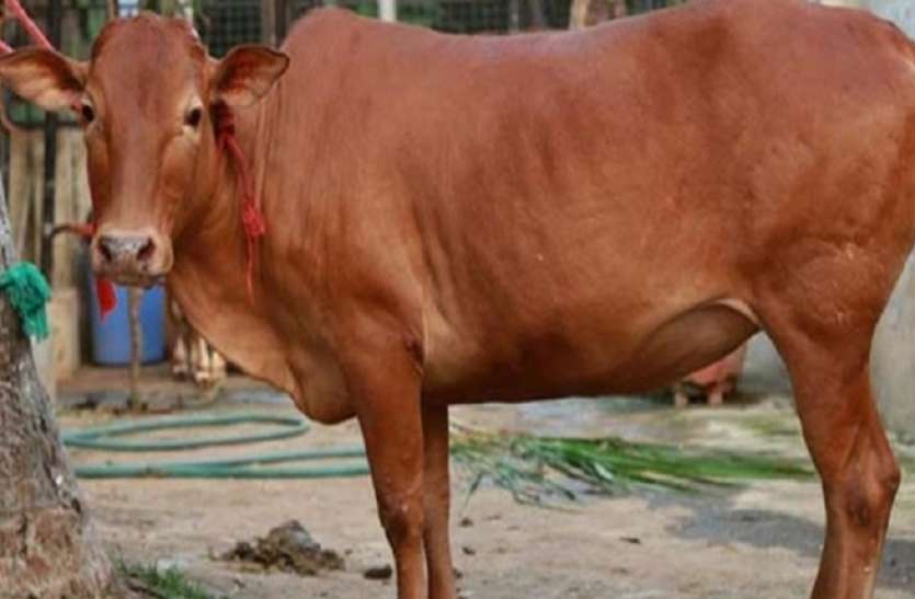 cow चुनावी माहौल के बीच फंसे गोवंश, गौशाला में खाने की कमी में फसलों को बनाया चारा, ग्रामीण परेशान