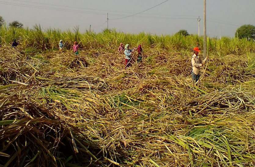 Cost of increased cane आवक कम होते ही अब गुड़ उद्योग संचालकों ने बढ़ाया गन्ने की कीमत