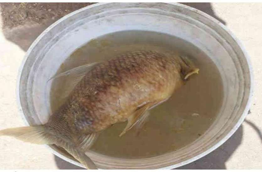 Vadodara : Polluted water supply वडोदरा : टंकी में मछली, नल से निकल रहे कीड़े!
