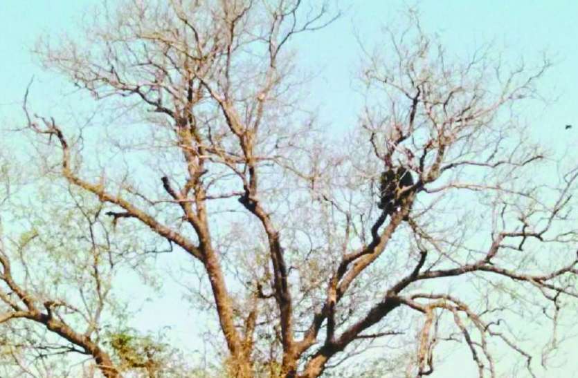 Bear on tree थम गई सांसें जब इमली के पेड़ पर चढ़ा मिला भालू
