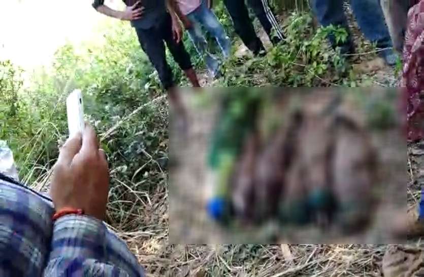 Peacock death जौनपुर में छह राष्ट्रीय पक्षी मोर की मौत, मक्के के दाने में दिया गया था नशीला पदार्थ