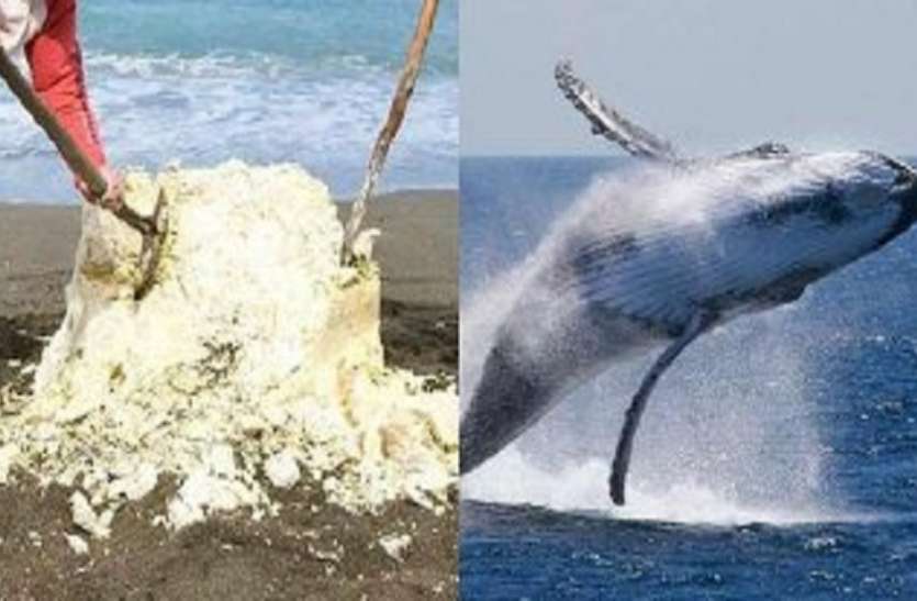 whale fish व्हेल मछली के पेट से निकलती है ये कीमती चीज, कीमत करोड़ों में