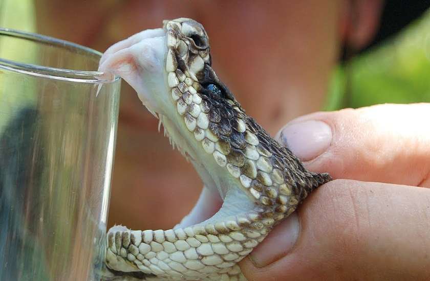 king cobra