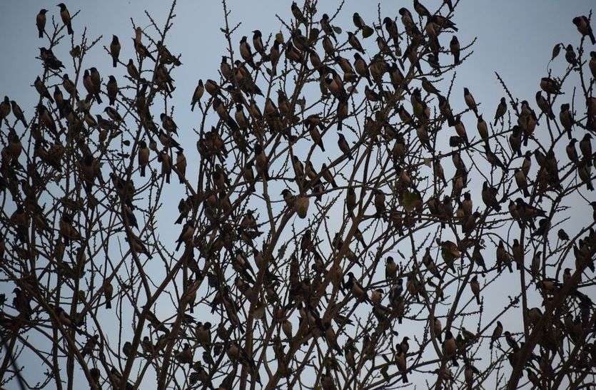 Birds On Tree In Autumn Season In Alwar पत त नह य पर द ह पतझड म प ड स पत त ग र ज न क ब द पर द न बन य बस र द ख ख बस रत तस व र