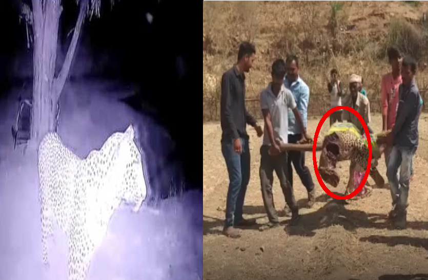 PANTHER राजस्थान के दो जिलों में पैंथर का 'आतंक', एक जगह हुआ CCTV में कैद तो दूसरी जगह लोगों ने गैंती-फावड़ों से किया ढेर