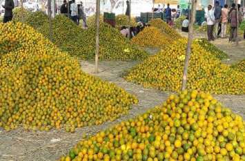 Orange farmers crop insurance stuck संतरा किसानों का फसल बीमा अटका