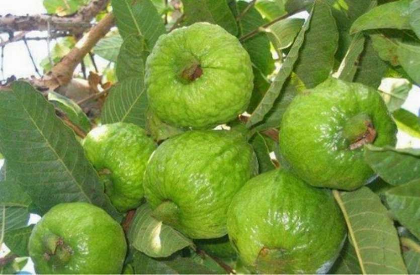 sources of vitamin C विटामिन सी का सस्ता स्रोत है जाम, इसमें संतरे से तीन गुना ज्यादा है विटामिन सी