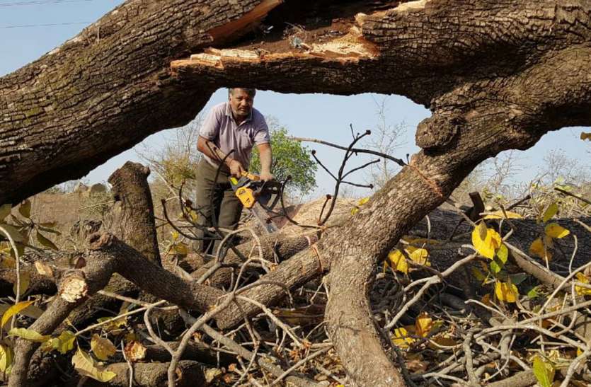 Green trees without permission cut बिना अनुमति काट दिए हरे भरे पेड़