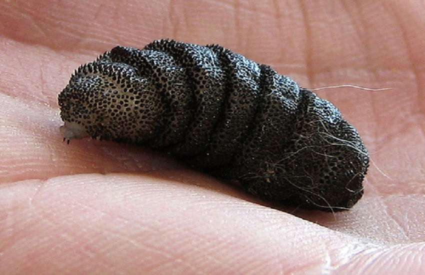 harmful insect
