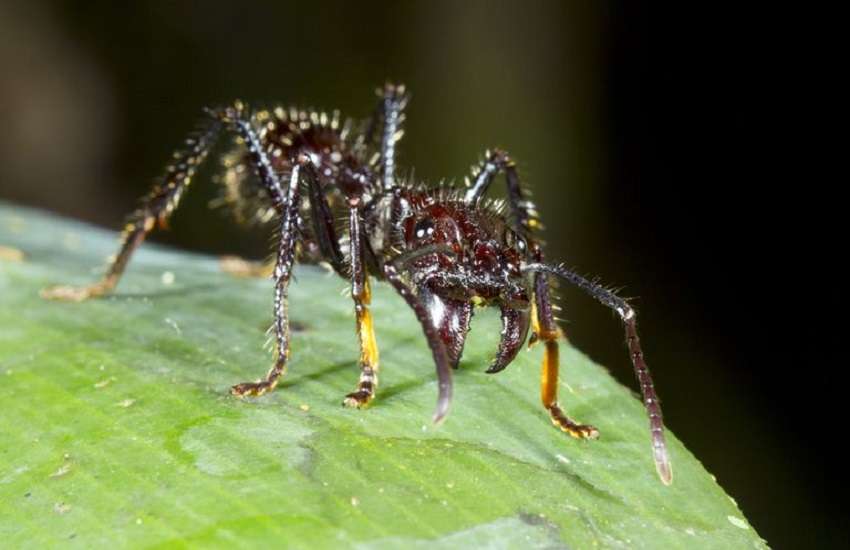 harmful insect