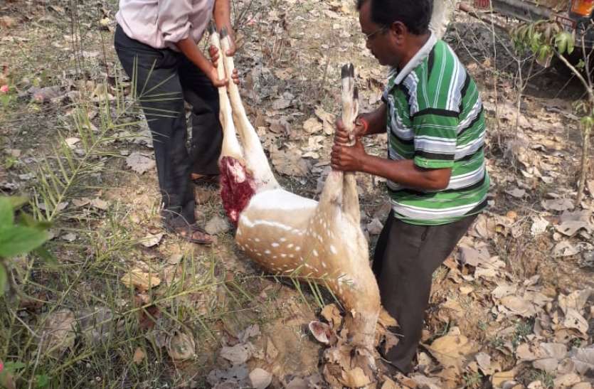 balaghat अज्ञात वाहन की टक्कर से चीतल की मौत