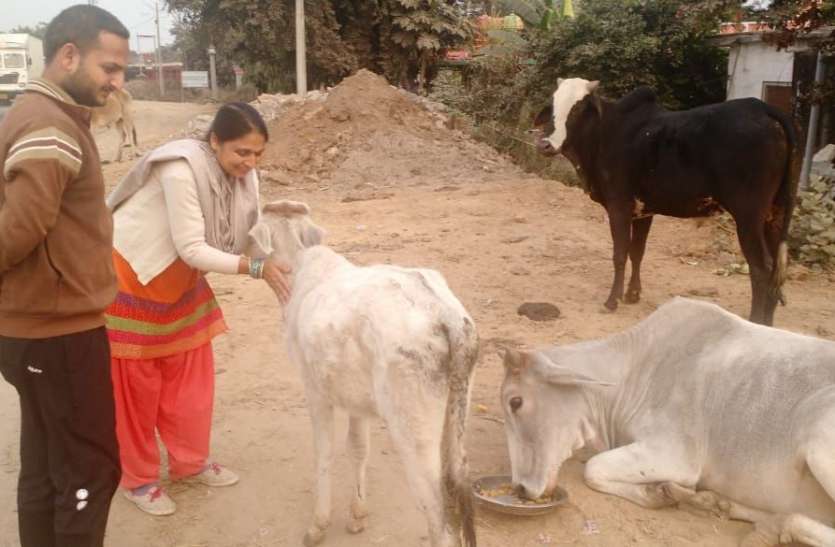 शासकीय सेवा के साथ-साथ दंपत्ति कर रही गौ सेवा का पुनित कार्य शासकीय सेवा के साथ-साथ दंपत्ति कर रही गौ सेवा का पुनित कार्य