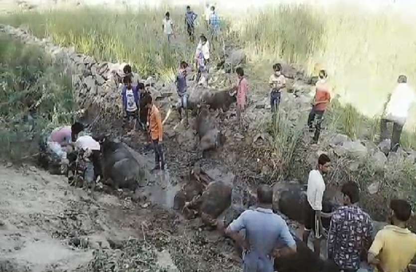 Illegal trafficking of animals in lalitpur latest hindi news जानवरों से भरा एक ट्रक अनियंत्रित होकर पलटा, संचालक ले जा रहे थे अवैध तस्करी के लिए