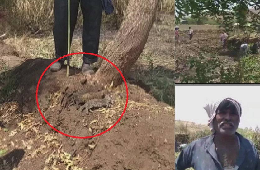 leopard बिना जाने मालिक ने दिया घास फूस जलाने का आदेश, जब ठंडी पड़ी आग तो दिखा भयानक नजारा