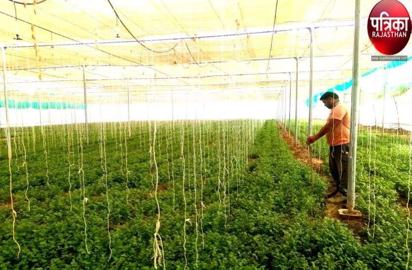 Crop irrigation from green house in pali सेहतमंद एवं लाभकारी प्रयोग से प्रगतिशील किसान बना मिसाल, पढि़ए पूरी खबर