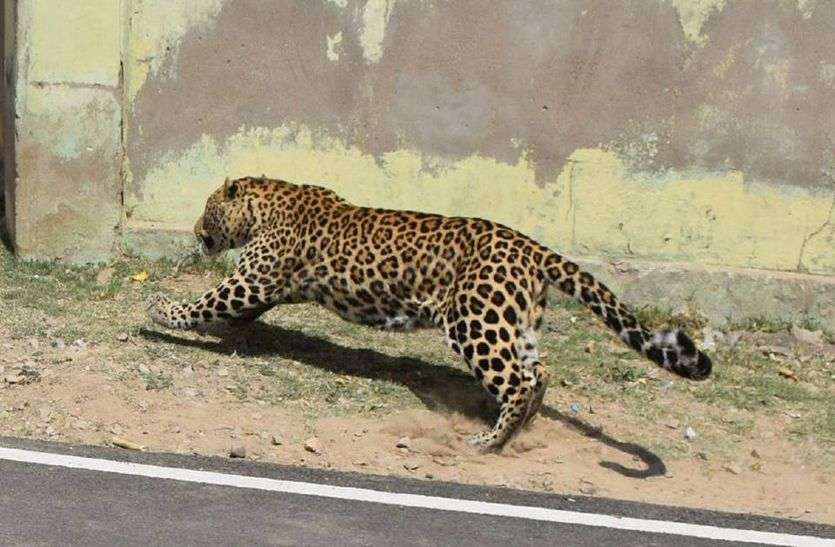 Reason Of Panther Coming In Alwar City मजबूर होकर आबादी क्षेत्र में घुसते हैं तेंदुए, जानिए बार-बार अलवर शहर में क्यों आ रहा है पैंथर?