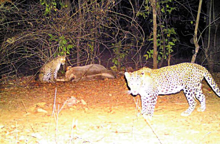 Leopard panic दहशत इतनी कि पूरे गांव के साथ अब अधिकारी भी मांगेगे भगवान से मदद