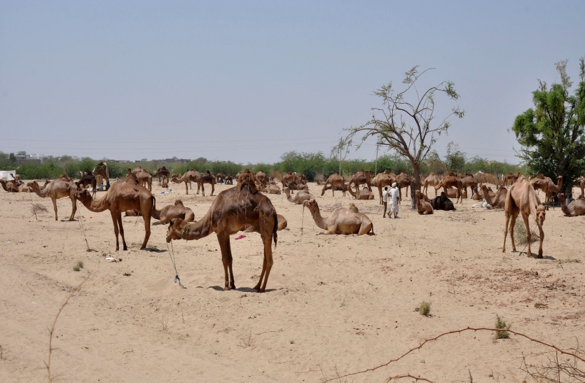 Camel Price Reduction In Thar र ग स त न म ह जह ज क क मत द स ल म च थ ई पढ ए प र खबर Patrika News