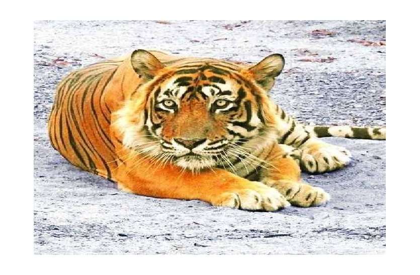 Tiger T-24 emerged ill, Forest Department set up medical board टाइगर टी-24 उस्ताद हुआ बीमार, वन विभाग ने तत्काल बिठाया मेडिकल बोर्ड